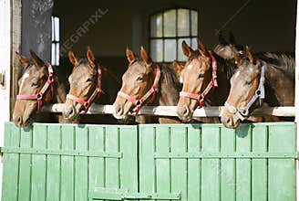 Purebred chestnut racehorses looking over the barn door