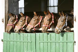 Purebred anglo-arabian chestnut horses standing at the barn door