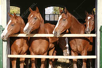 Group of nice thoroughbred foals looking over stable door