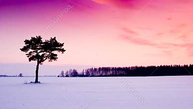 Purple winter sunset