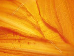 Orange Flowers Petals Texture