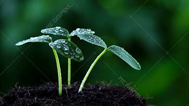 Water spraying young tree