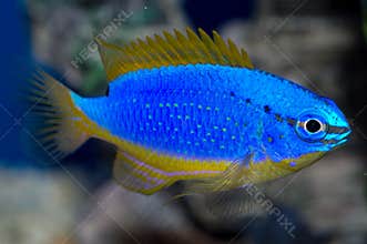 Fiji Blue Devil Damselfish