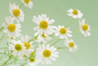 Camomile bouquet