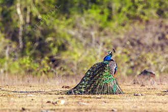 Indian peafowl in Bundala national park, Sri Lanka