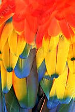 Feathers
