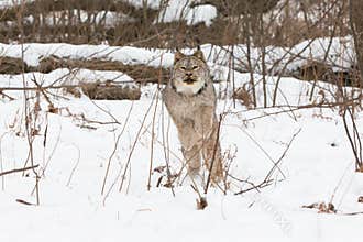 Lynx jumping through cover