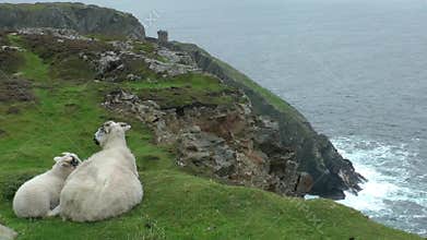 Sheep on cliff