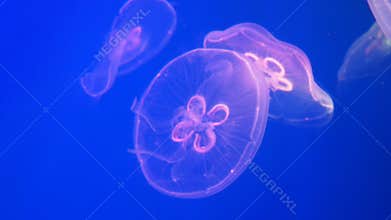 4K footage. Colorful jellyfish floating underwater.
