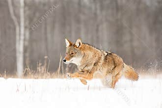 Coyote on full run