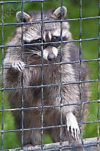 Cute racoon in captivity