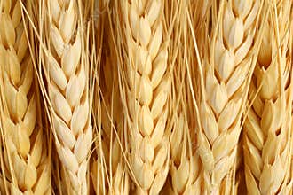 Wheat macro agriculture & farming concept