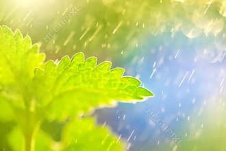 Lemon balm closeup. Melissa herb