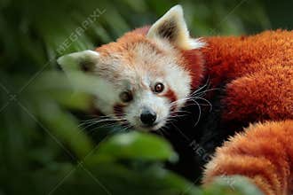 Beautiful Red panda lying on the tree with green leaves. Red panda, Ailurus fulgens, in habitat. Detail face portrait of animal fr