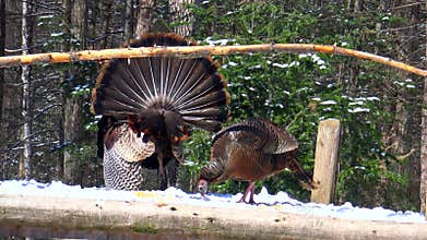 Feeding turkeys in the spring