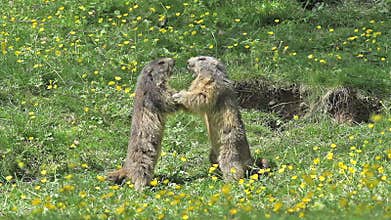 Alpine Marmot, marmota marmota, Adults playing or Fighting, France,