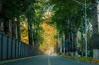 Fall road in college 2