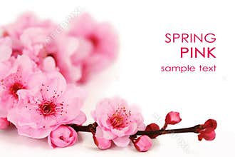 Spring cherry flowers