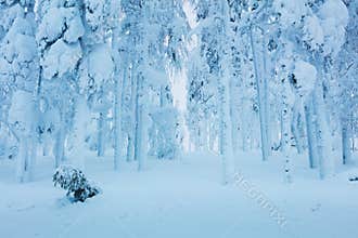 Winter frozen trees in forest - a lot of snow after blizzard