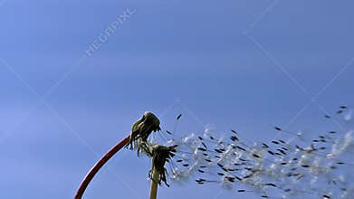 Common Dandelion, taraxacum officinale, seeds from `clocks` being blown and dispersed by wind against blue Sky