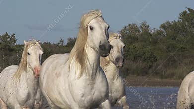 Camargue Horse, Herd galloping through Swamp, Saintes Marie de la Mer in Camargue, in the South of France,
