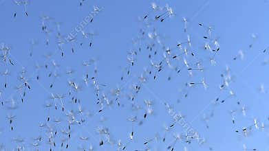 Common Dandelion, taraxacum officinale, seeds from `clocks` being blown and dispersed by wind against blue Sky