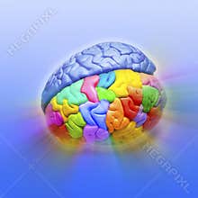 Brain Creativity Psychology Mind