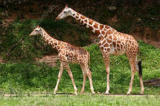 Giraffes