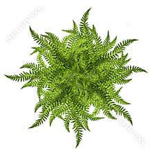 Green leaves of fern sun ornament symbol isolated on white