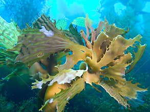 Bull Kelp