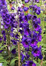 Blue flowers and buds