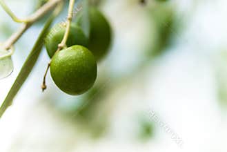 Photo of green olive tree and copy space