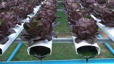 Hydroponic vegetables