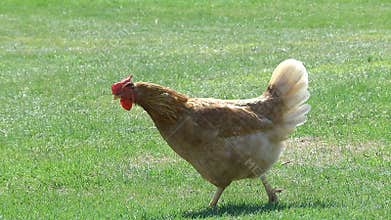 Chickens Walk in the Courtyard