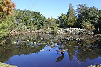 Australasian swamphen Pukeko