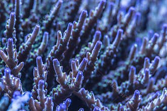 Closeup shoot of acropora sps stony hard corals