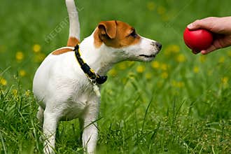 Jack Russell Terrier Pet