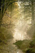 Misty forest with early morning sun rays