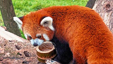 Red panda portrait