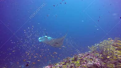 Manta ray relax in striped snapper school fish seabed in clear blue water.