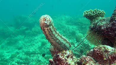 Sea cucumber on background of clear seabed underwater of Maldives.