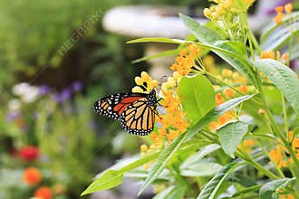 Monarch Butterfly on Milkweed