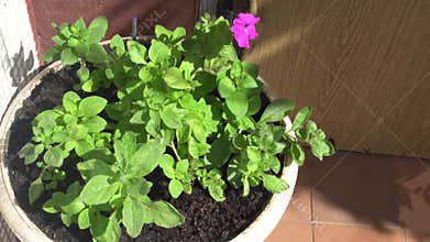 White pot of beautiful green plants