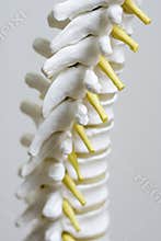 Spine model up close