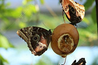 Butterfly Farm, Saint Martin