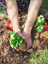 Planting wax begonia