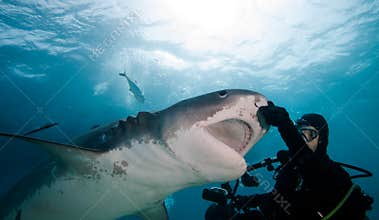Tiger shark and diver.