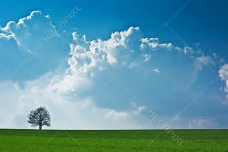 Lonely tree
