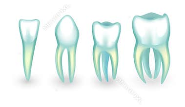 The human teeth. incisor, canine and molarsB