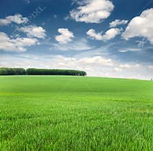 Background of sky and grass